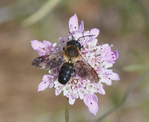 Megachile sculpturalis